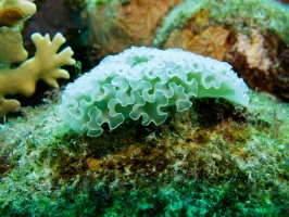 IMG 3761 Lettuce Leaf Sea Slug